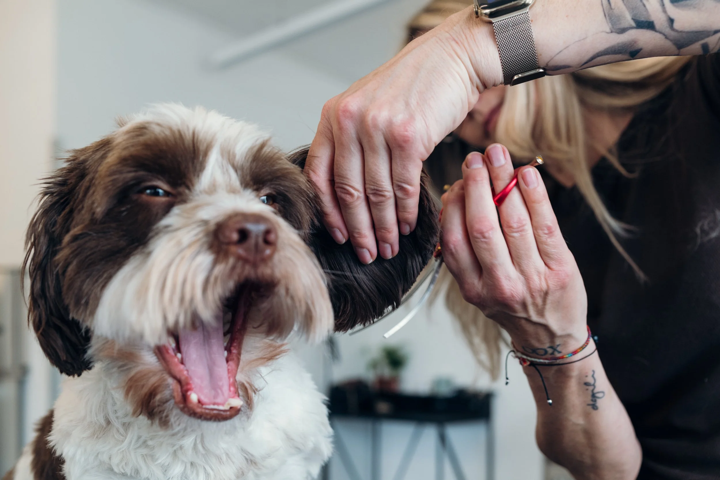 Ein Hund mit braunen und weißen Fell, der in einem Tierarztzimmer lacht, während eine Frau eine Impfung verabreicht.