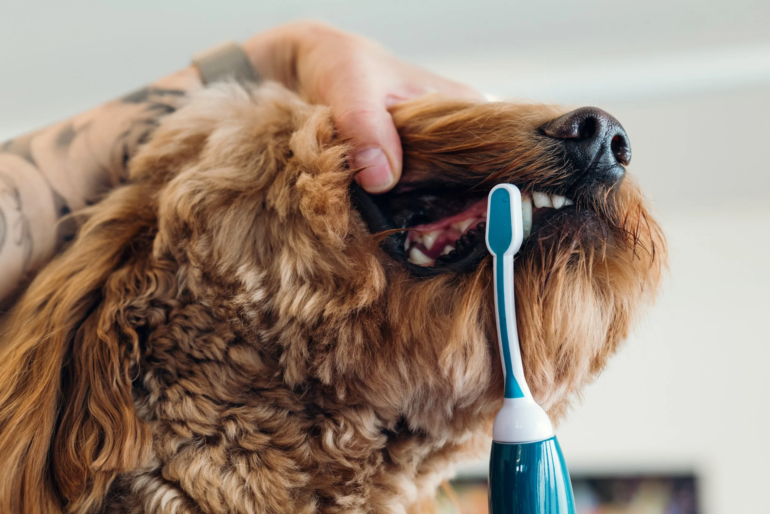 Hund beim Zähneputzen mit einer elektrischen Zahnbürste.