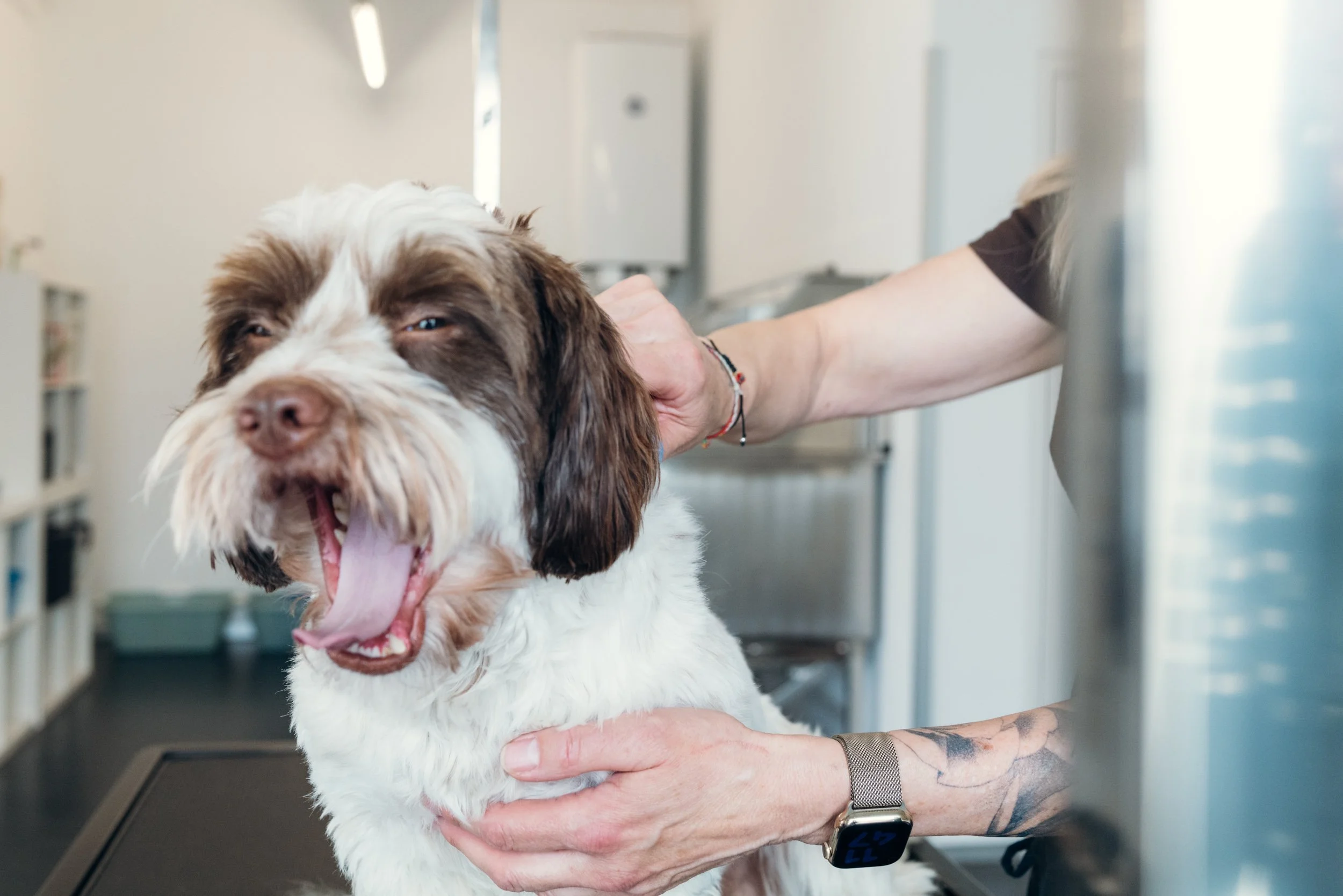 Ein Hund mit braun-weißer Fellfarbe befindet sich im Tierarztzimmer, während eine Tierärztin den Hund untersucht. Der Hund wirkt entspannt und hat die Zunge rausgestreckt.