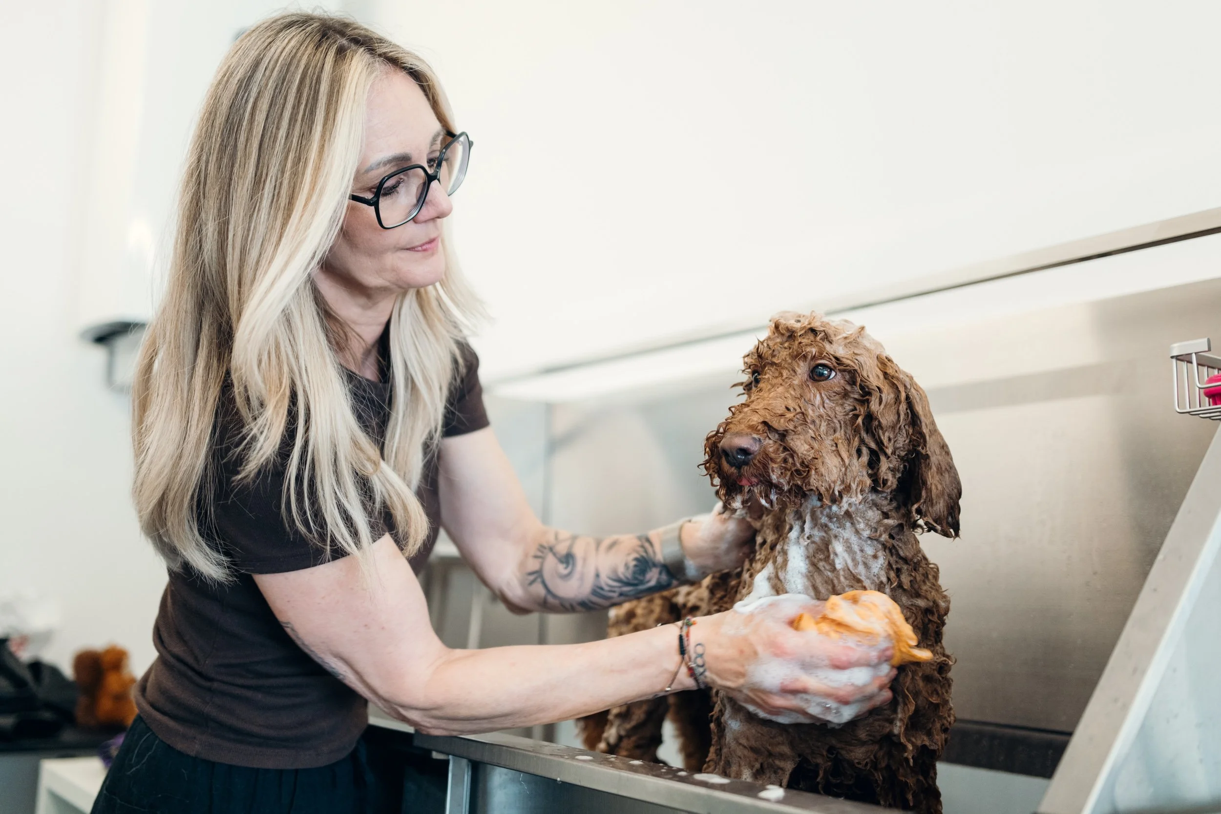 Hund genießt ein Schaumbad beim Pfotentreff in Hard. Die gründliche Fellpflege sorgt für ein sauberes, gepflegtes und gesundes Fell.