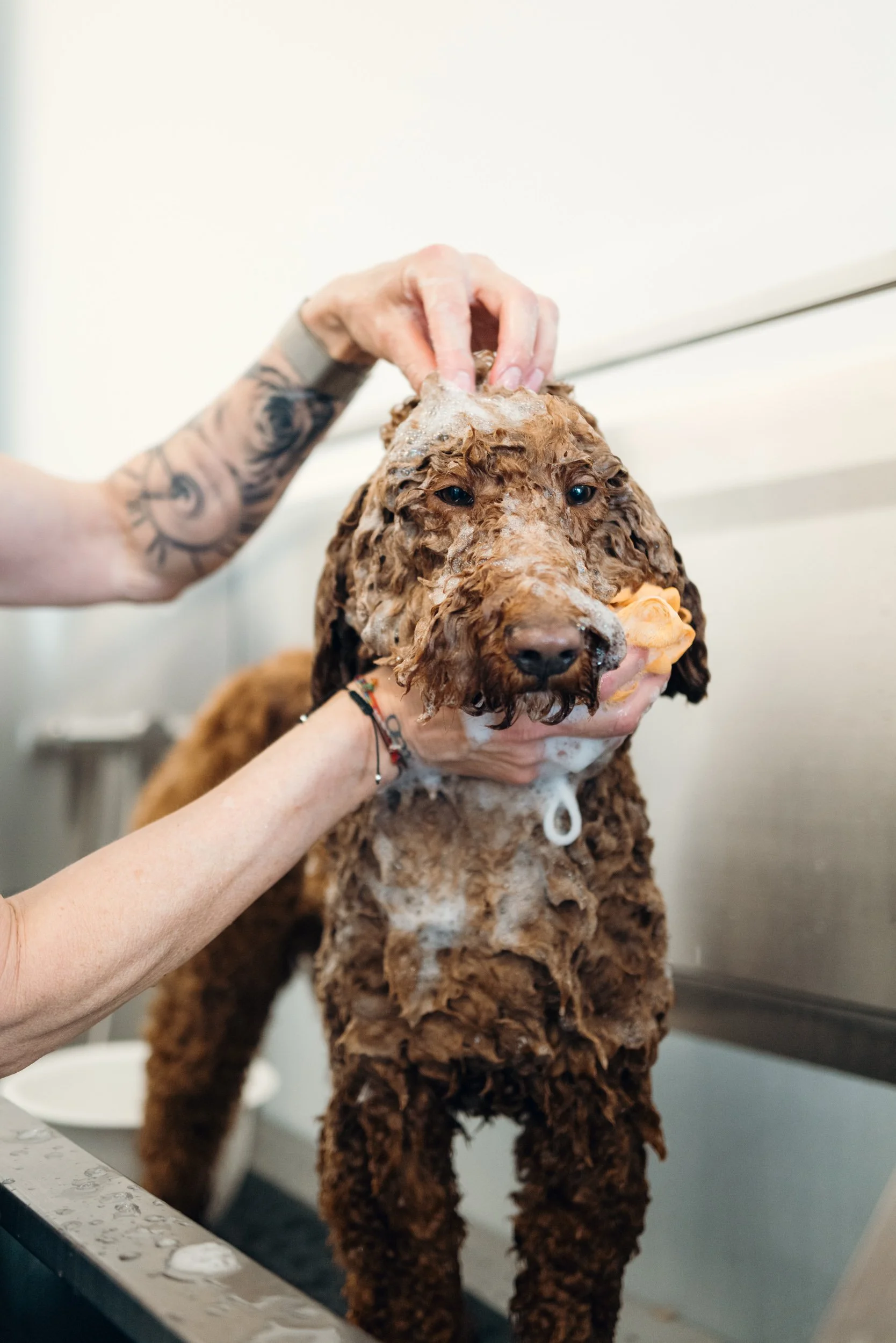 Ein Hund, der gerade getauft wird, während er im Waschbecken mit Shampoo gewaschen wird.
