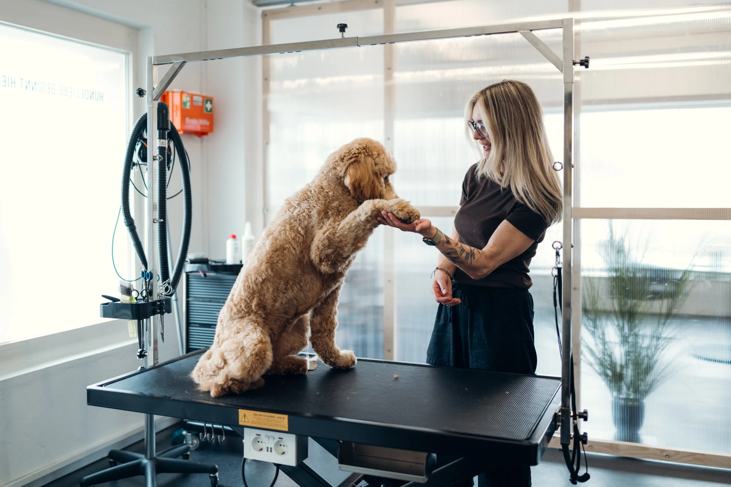 Hund gibt seiner Hundefriseurin die Pfote und bedankt sich für die liebevolle Pflege beim Pfotentreff.