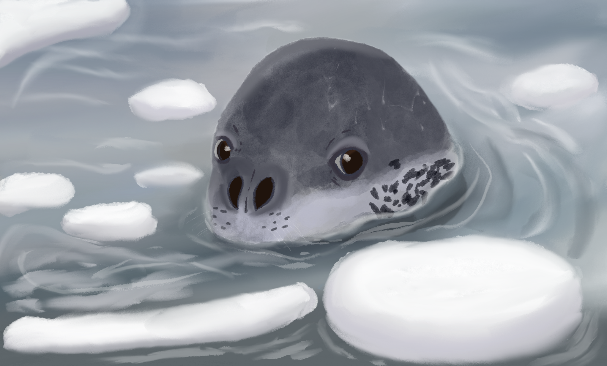 Leopard seal photo study