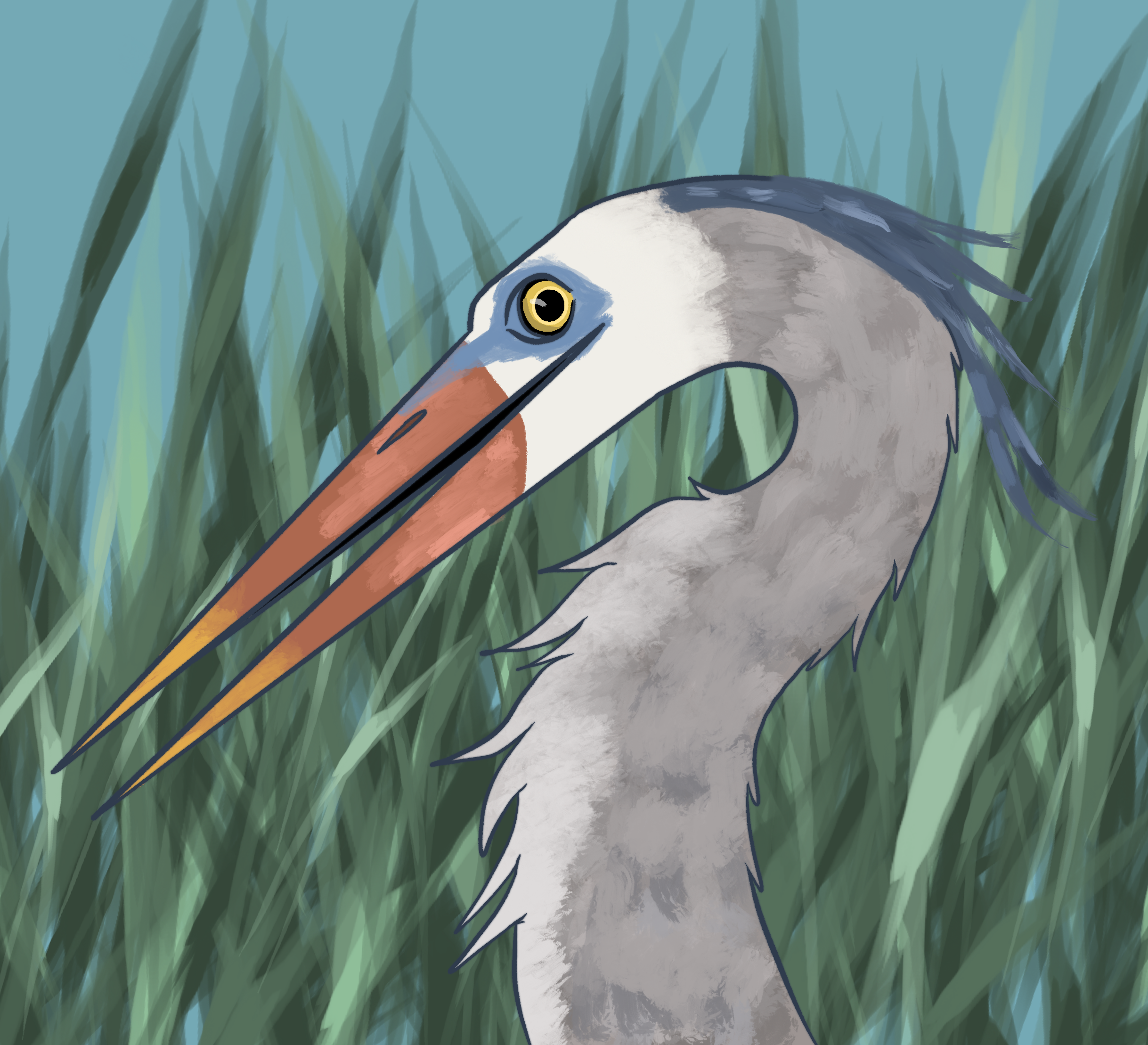 Great Blue Heron