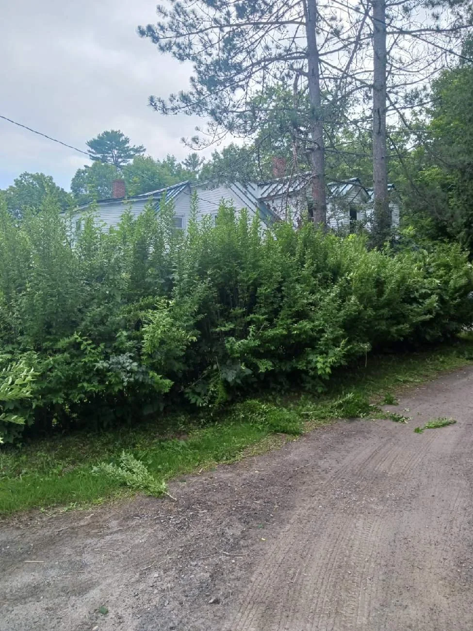 A house partially visible behind dense green bushes and tall trees, with a dirt road or driveway in the foreground under a cloudy sky.