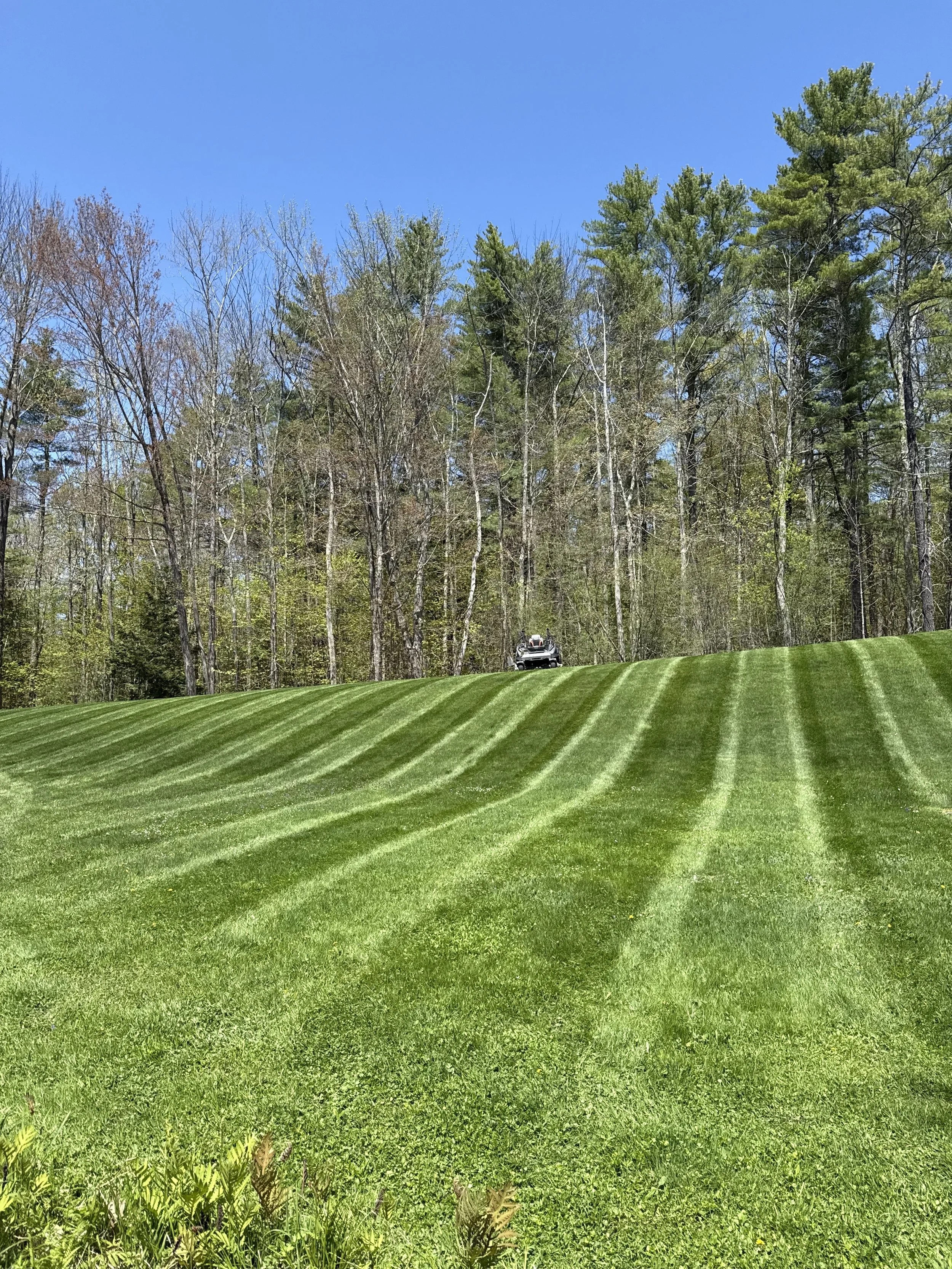 A freshly mowed green lawn with evenly cut stripes, background of trees and clear blue sky, car parked near the trees.