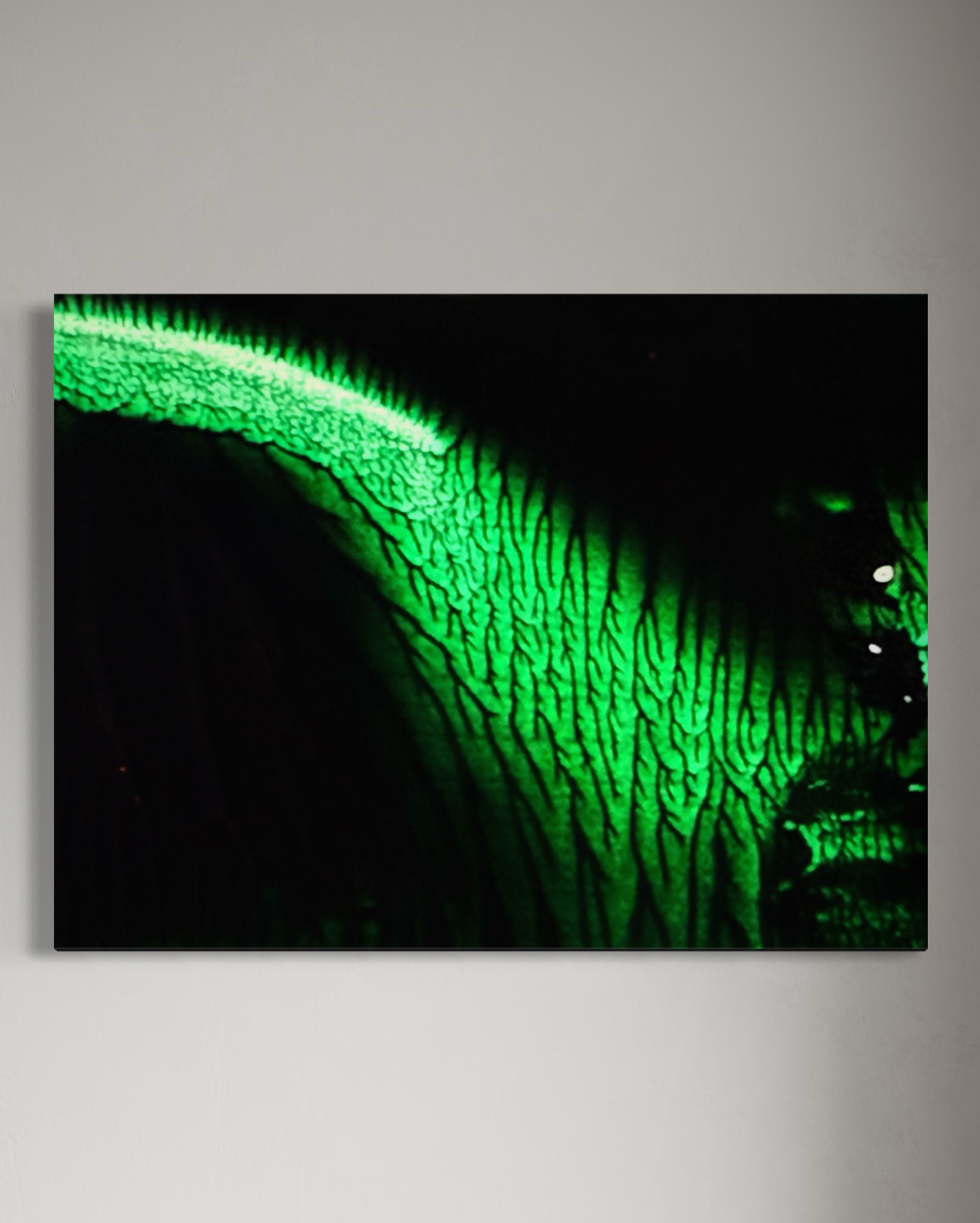 IMG_8669.PNG