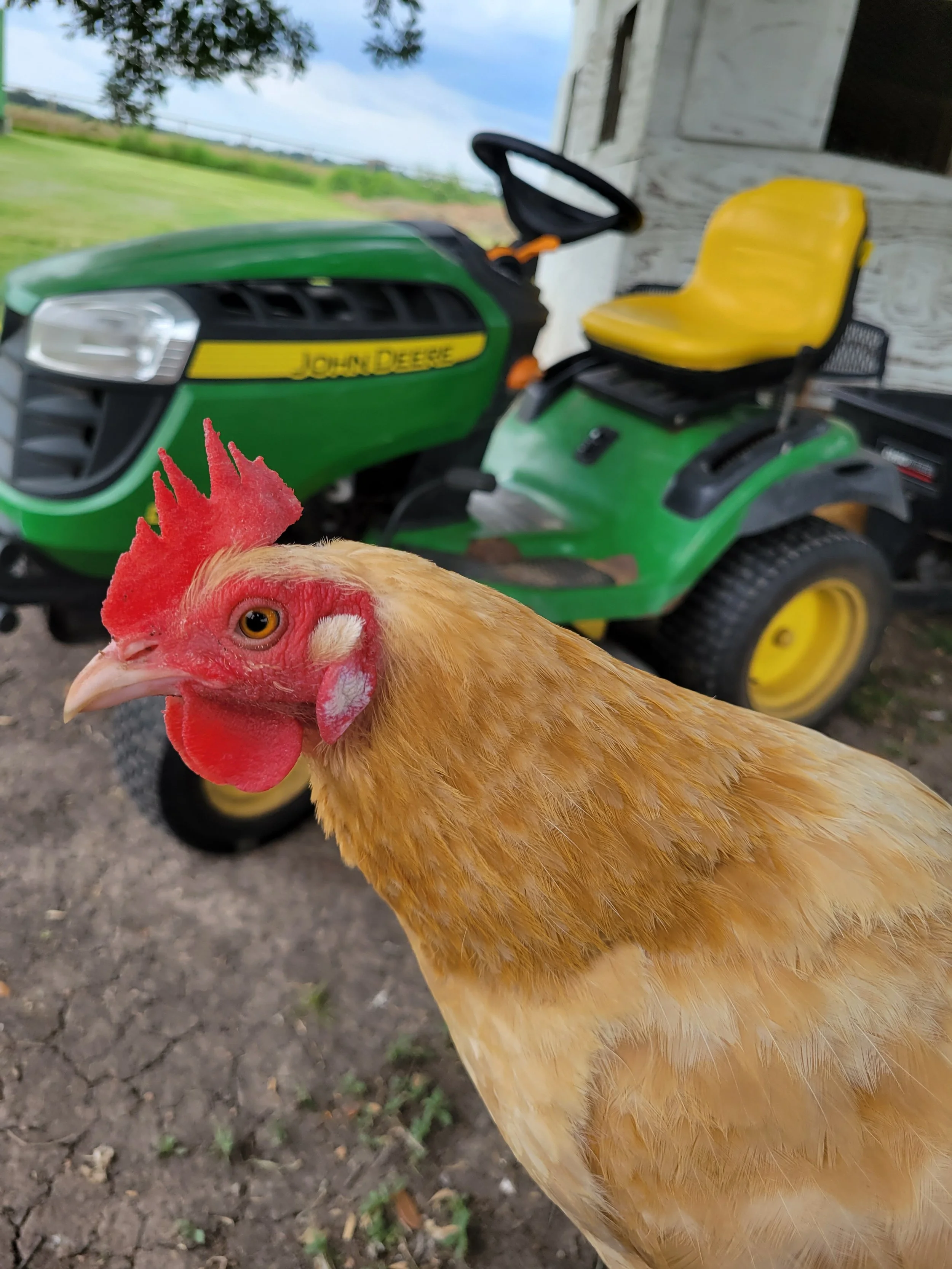 Chicken Therapy Farms 50.jpg