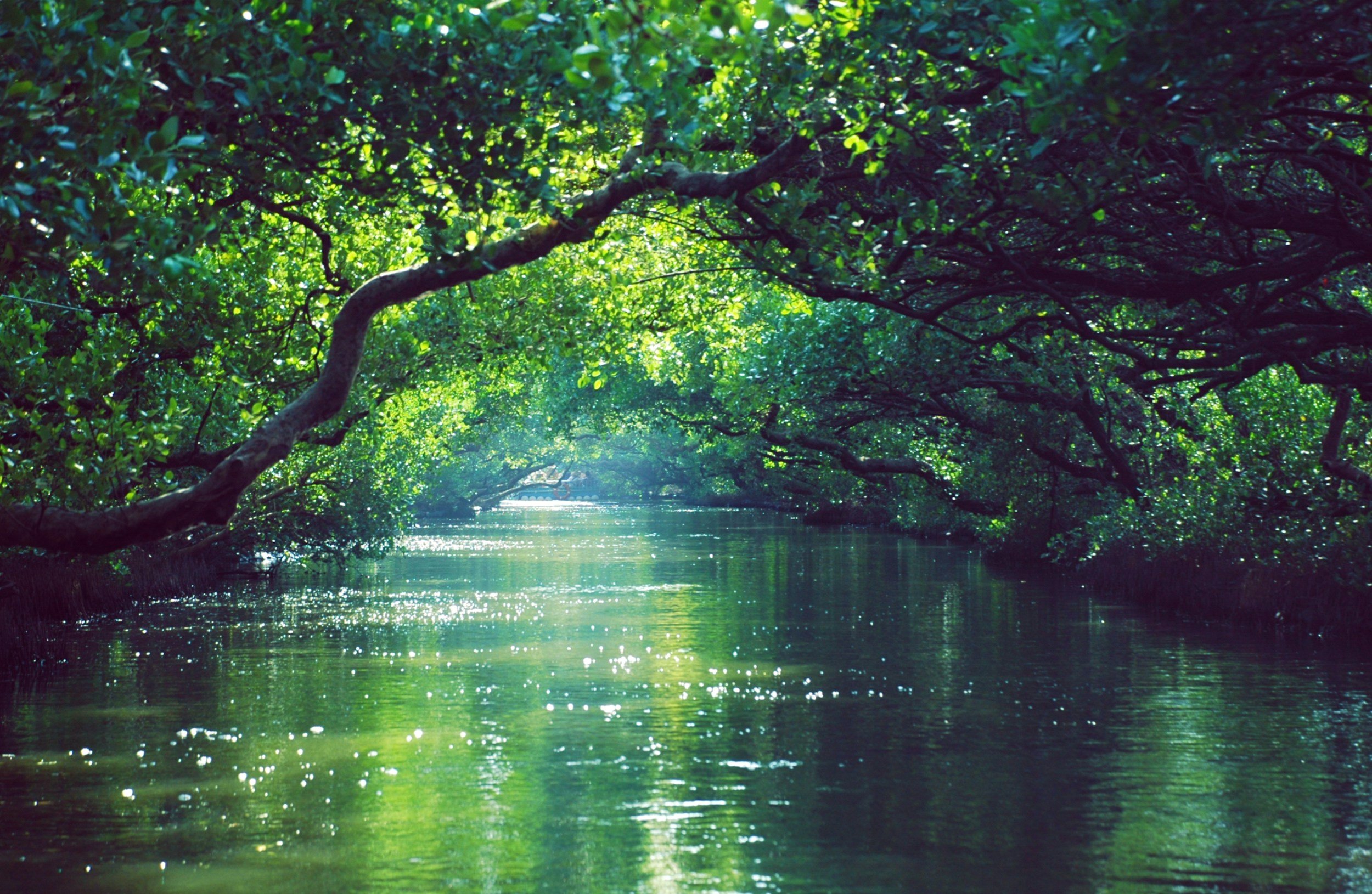 A lush green river with overhanging trees and sunlight reflecting on the water.