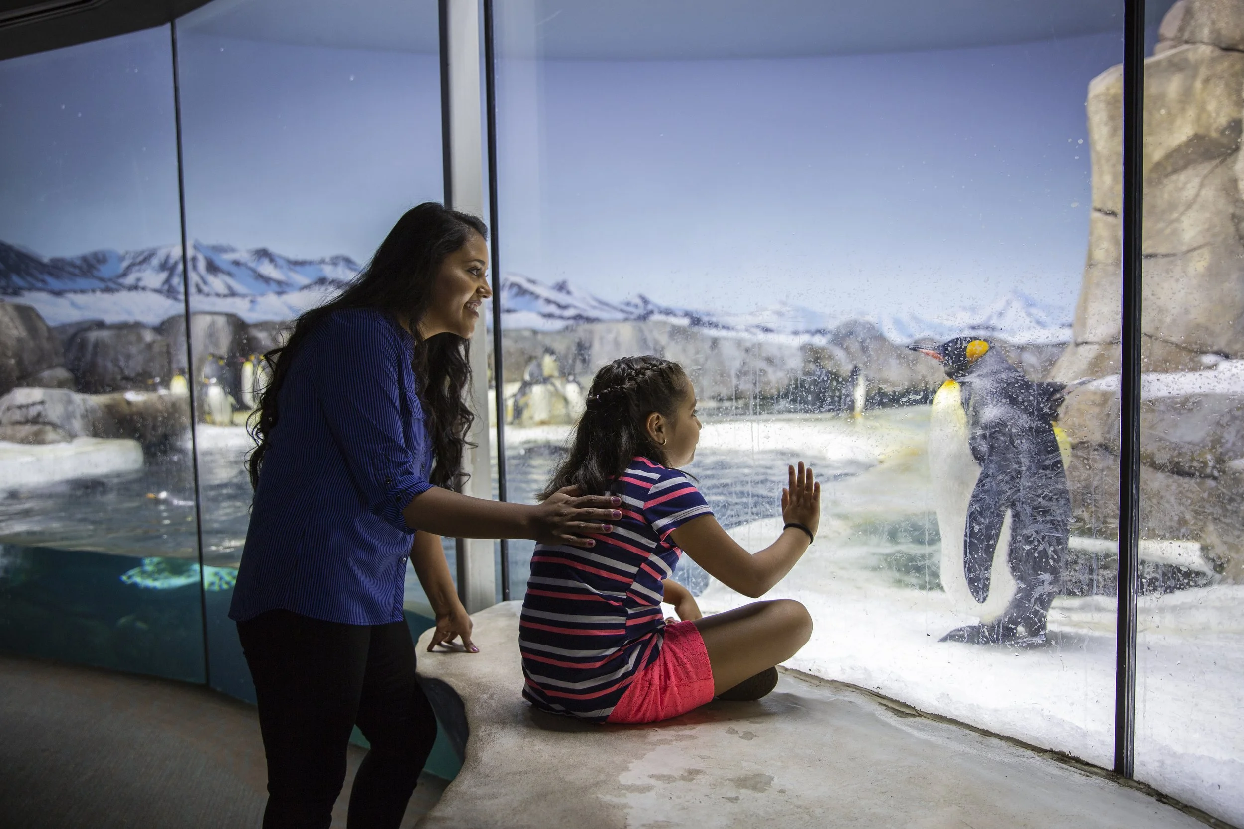 A child at a zoo watch penguins through glass. The child, sitting, touches the glass as she watches. The scene feels joyful.