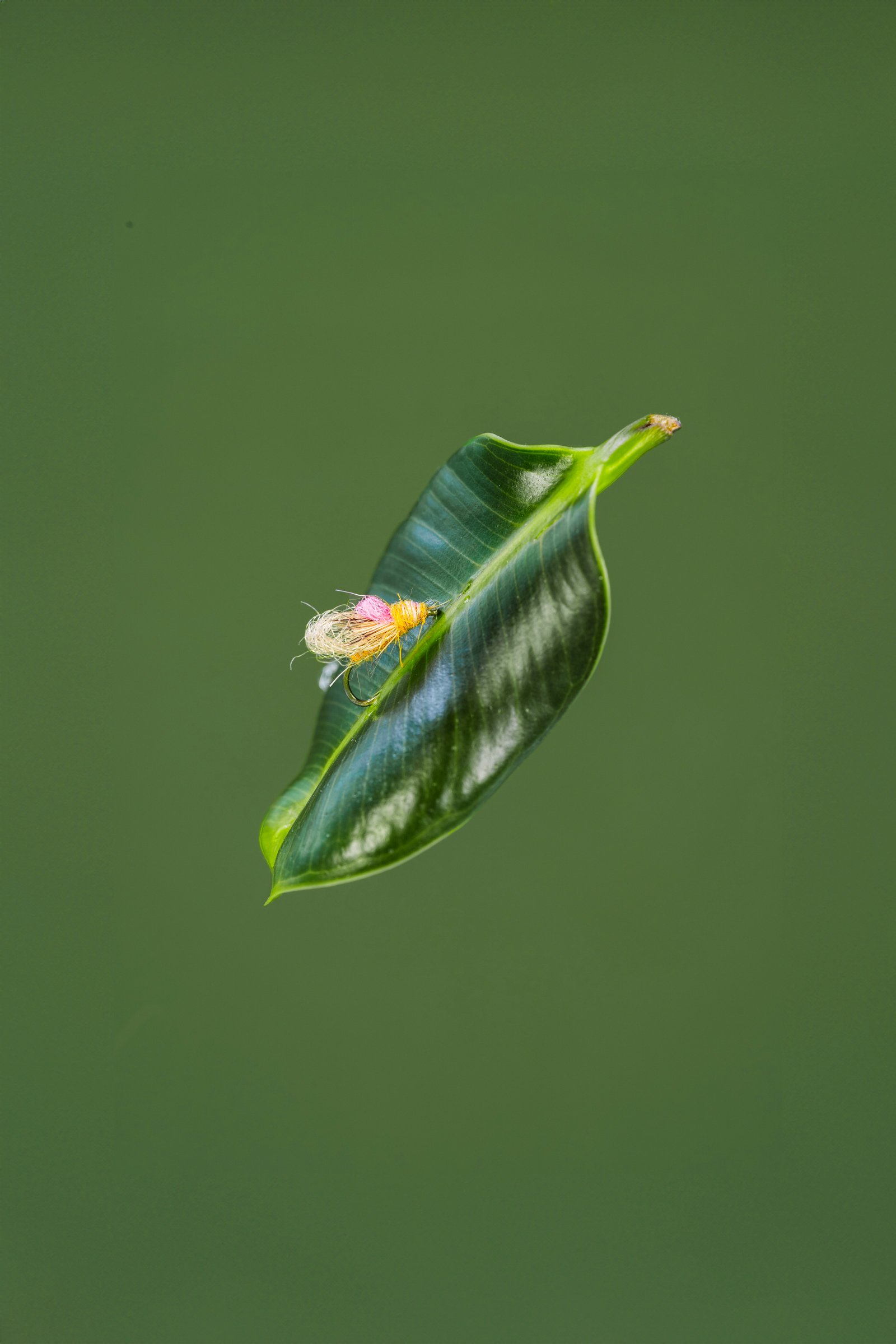 on leaf (1 of 1).jpg