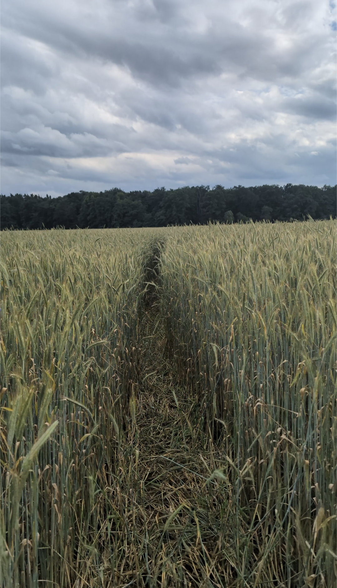 Ein Weizenfeld mit einem Weg in der Mitte, dahinter ein Wald und der Himmel mit Wolken.