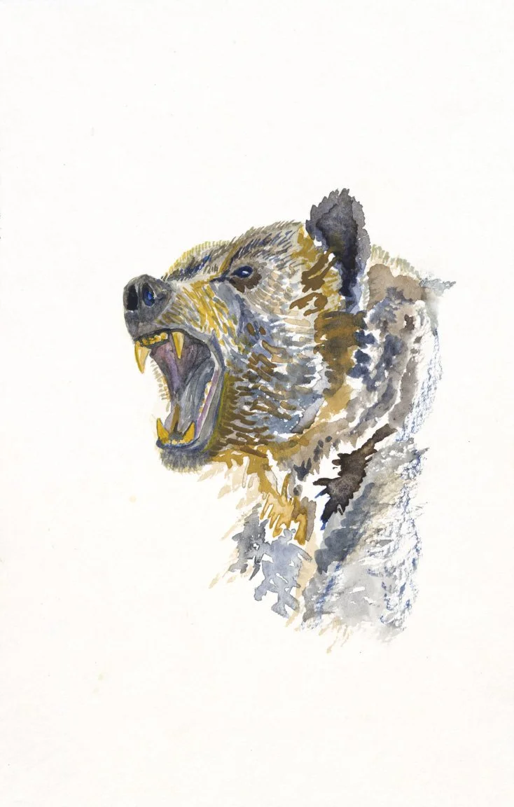 Ferocious - American Black Bear (original watercolor painting)