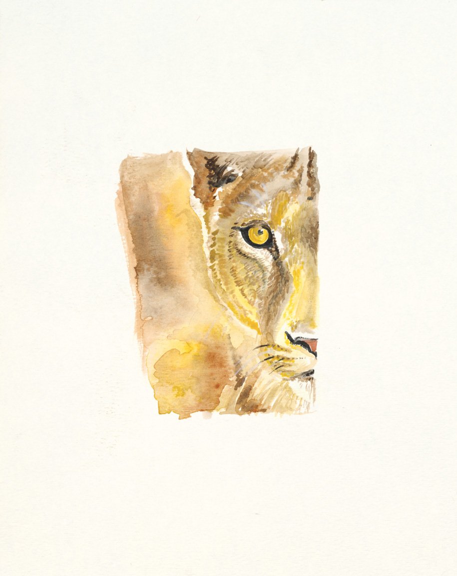 Fierce - African Lioness (original watercolor painting)
