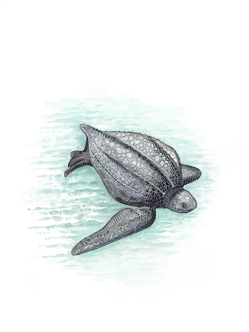 Float - Leatherback Sea Turtle (original watercolor painting)