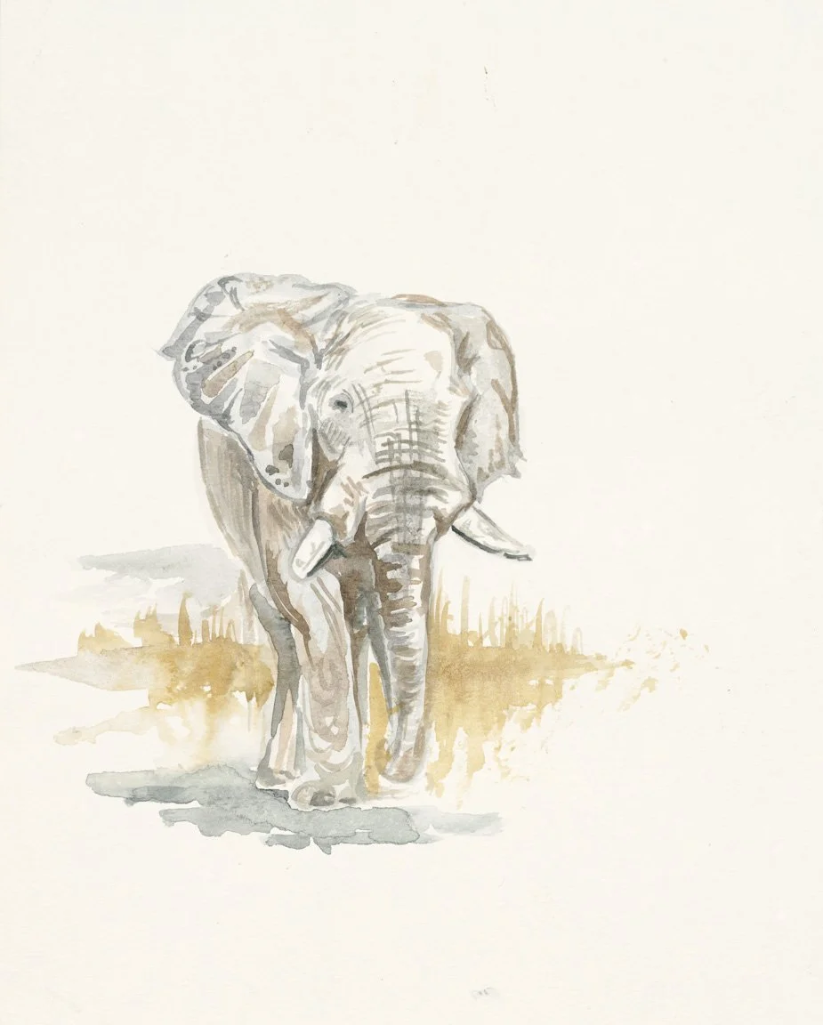 Stride - African Savannah Elephant (original watercolor painting)