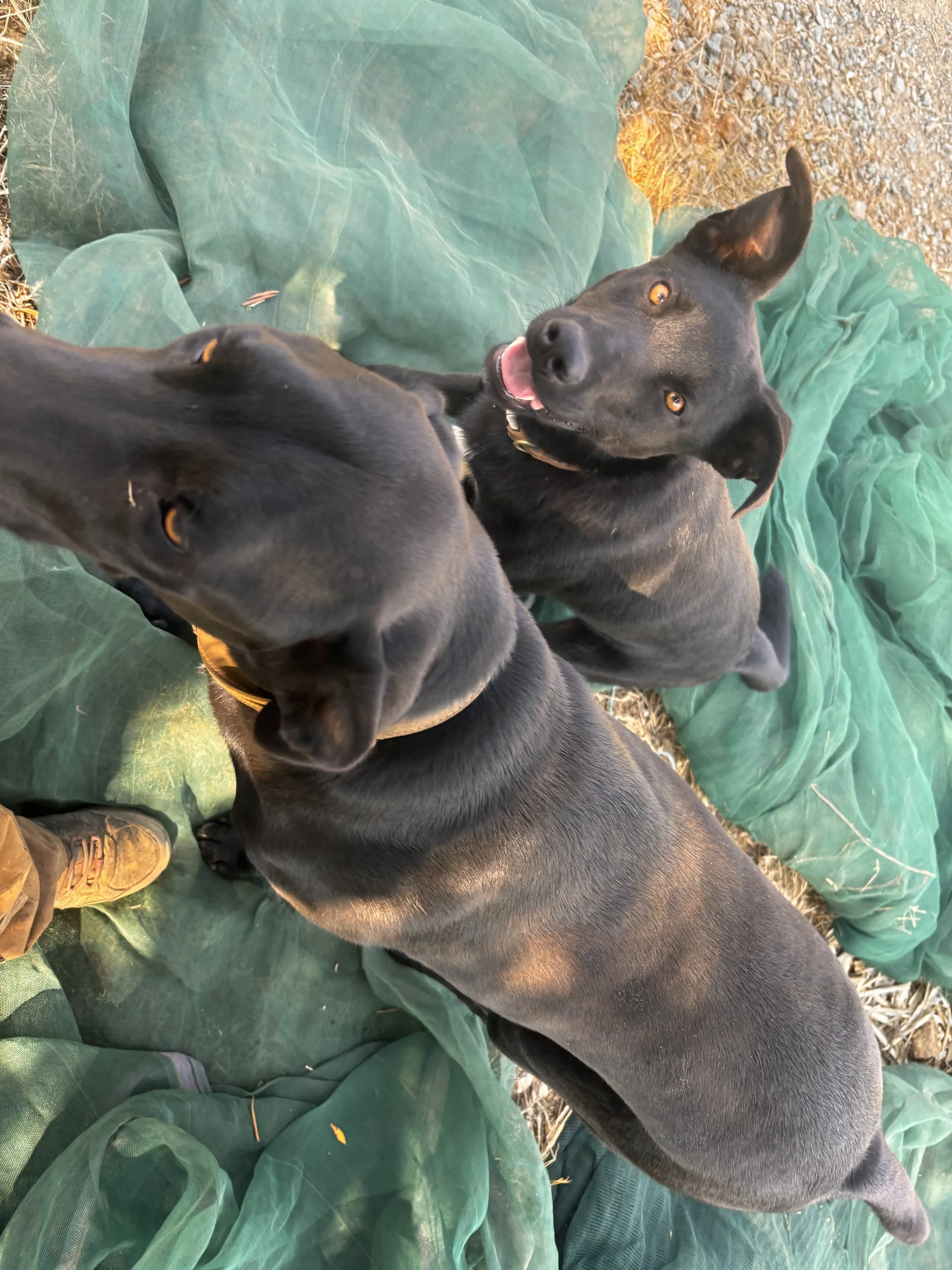 Three black dogs laying on green tarp on ground outdoors.
