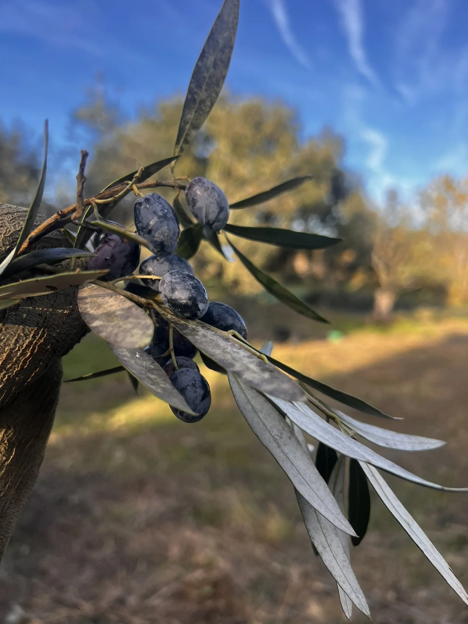 IMG_4011.JPEG