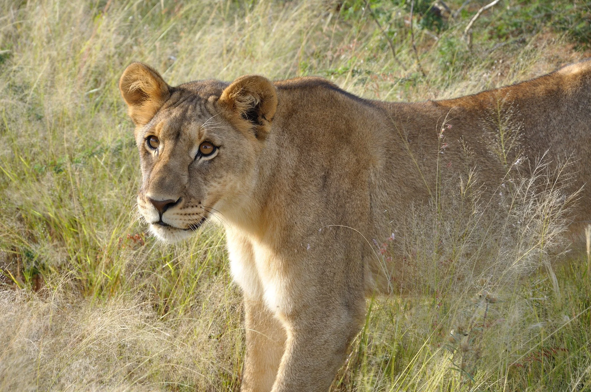 Andar con Leones