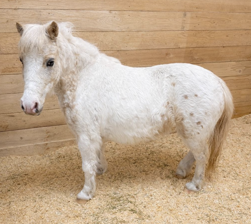 Miniature horse