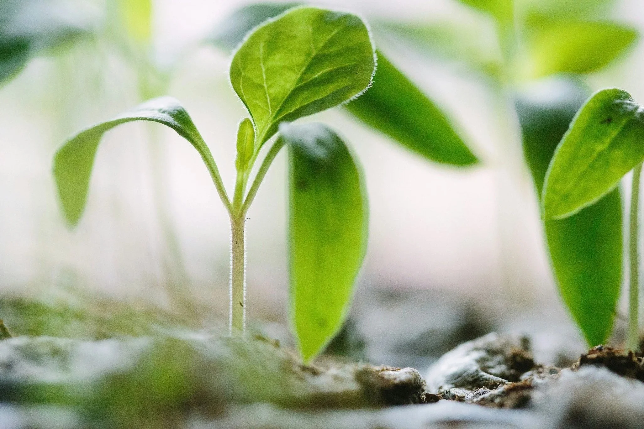 Close-up of a young green plant sprouting from the soil, with several leaves and a thin stem.