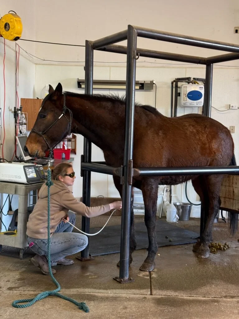 A person in sunglasses and a tan hoodie is administering a medical test to a brown horse inside a stable or veterinary facility.