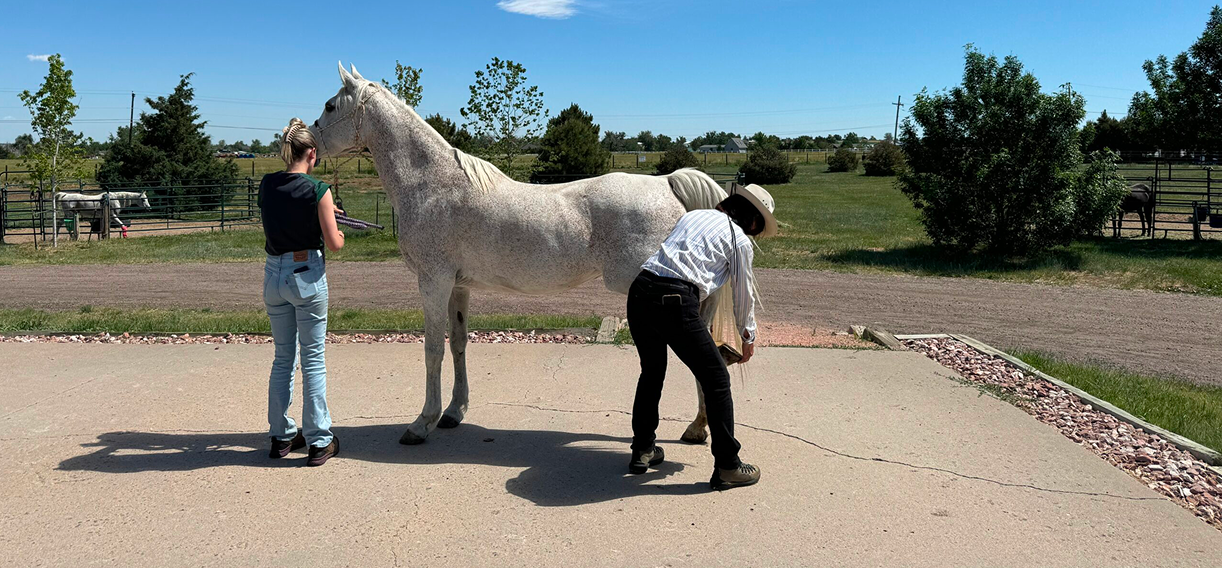 Two people grooming a white horse on a concrete pad in an outdoor farm setting with trees, grass, and a fenced area.