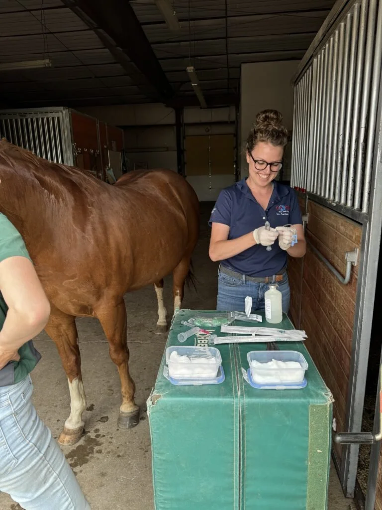A woman wearing glasses and a navy polo shirt preparing medical supplies in a horse stall. There are syringes and containers on a green-covered table, with a brown horse nearby.