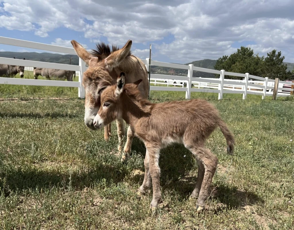 A donkey and a foal standing close together in a grassy field, with other donkeys in the background under a partly cloudy sky.