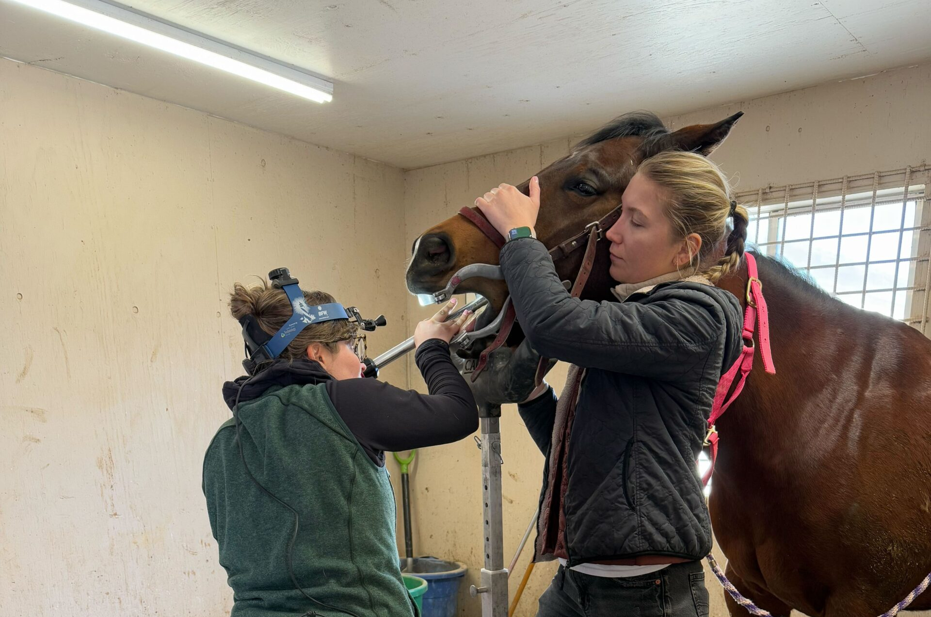 Equine dental care