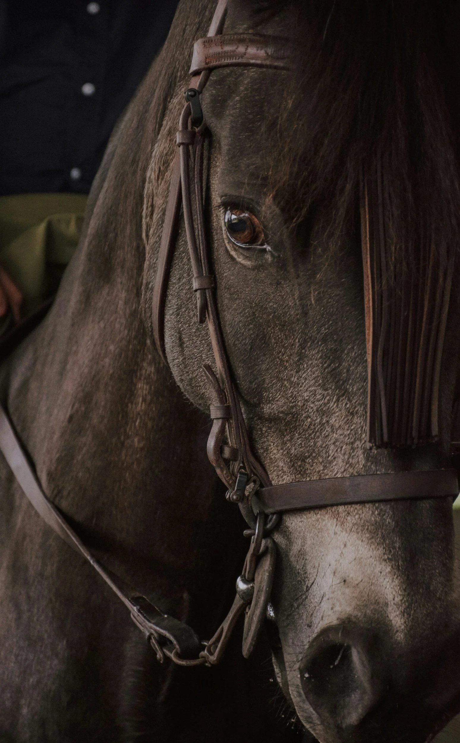 Close-up of a dark-colored horse's face with a bridle and chain, showing its eye and part of its mane.