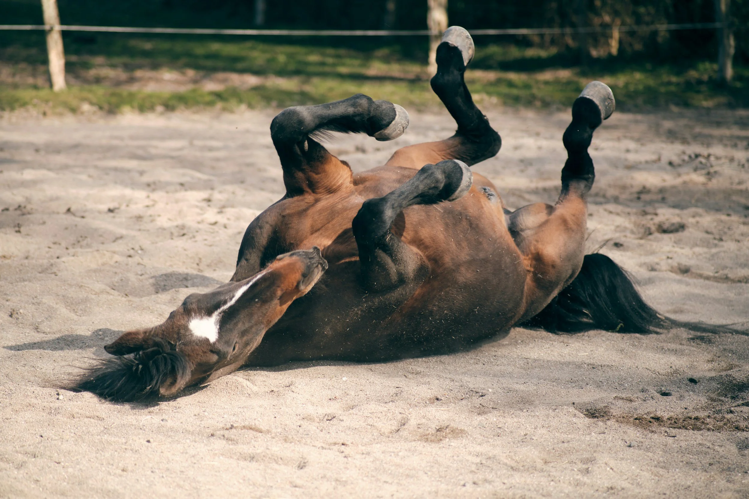 A brown horse rolling on a sandy ground with trees and a fence in the background.