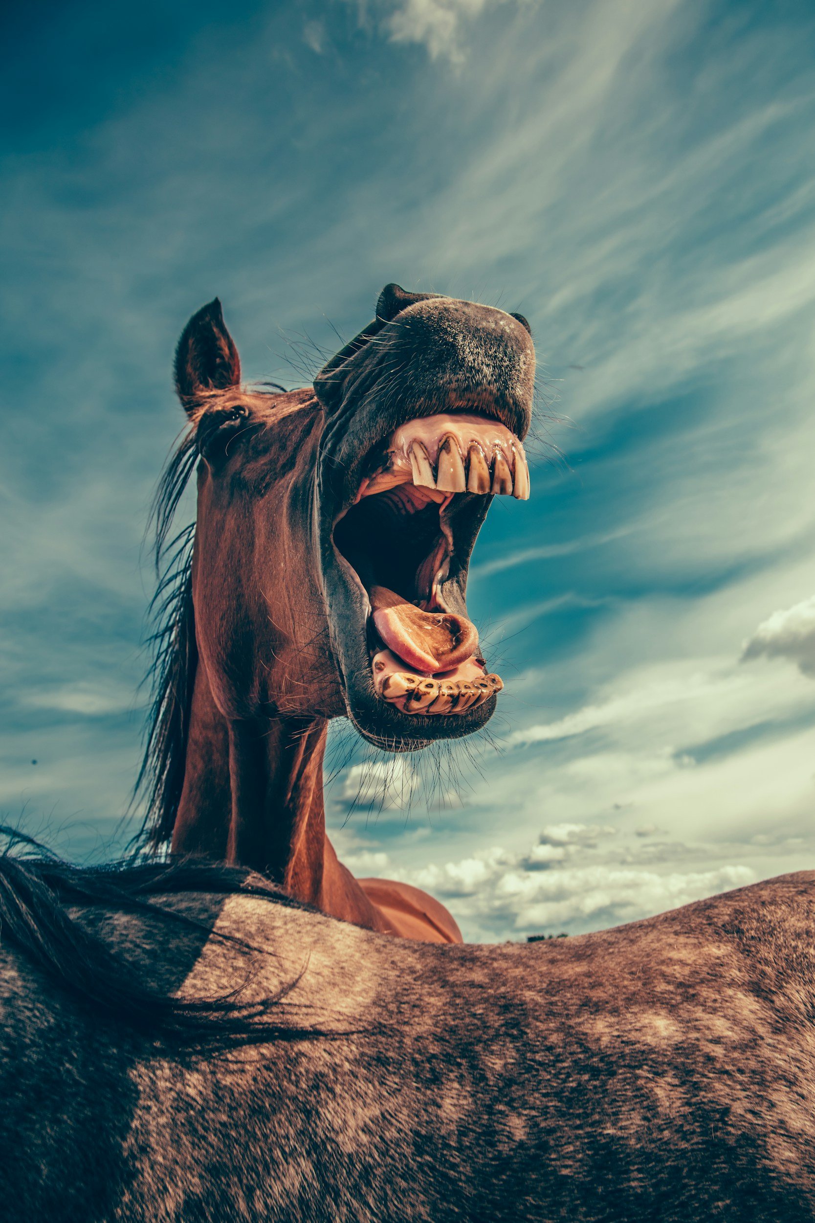 Close-up of a chestnut horse with its mouth open, showing teeth, against a sky with clouds.