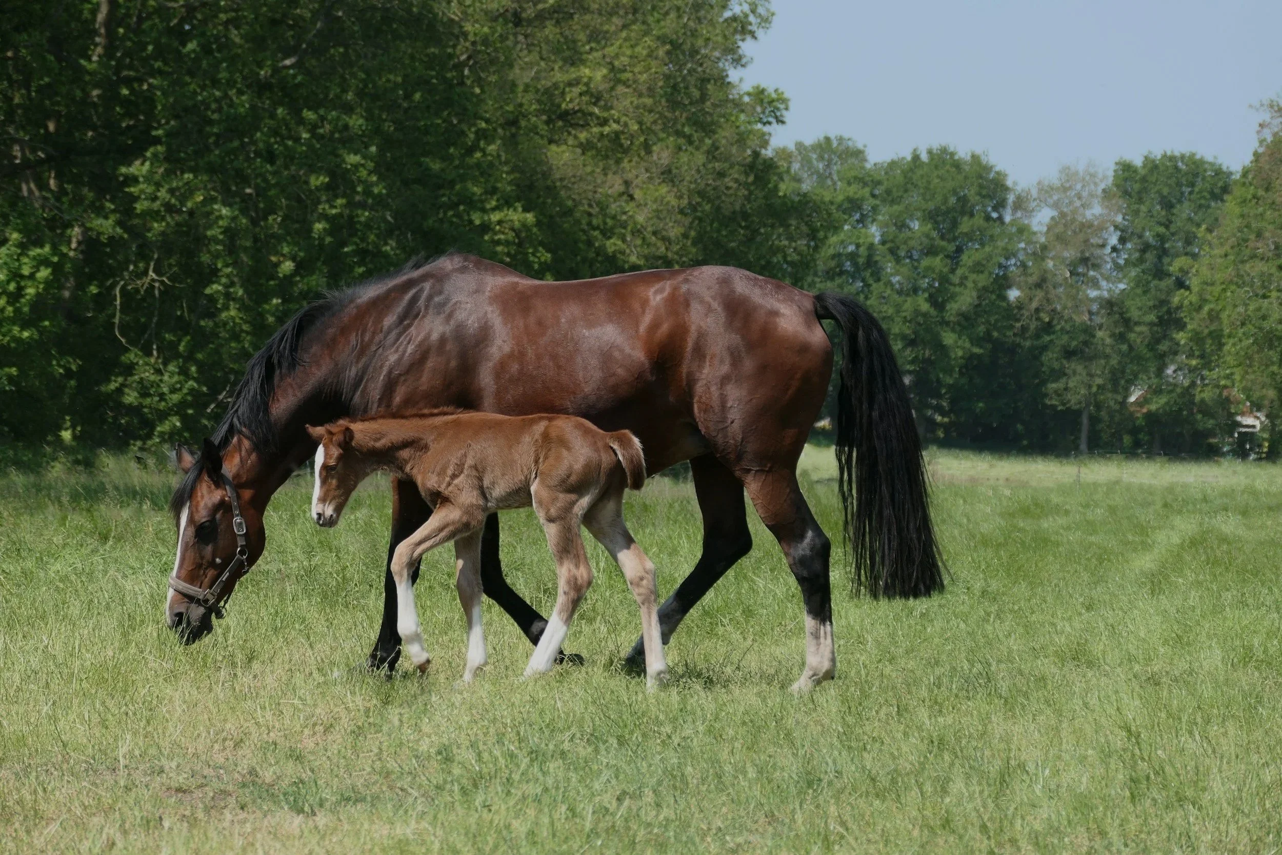 A brown horse and a foal walking in a grassy field with trees in the background.