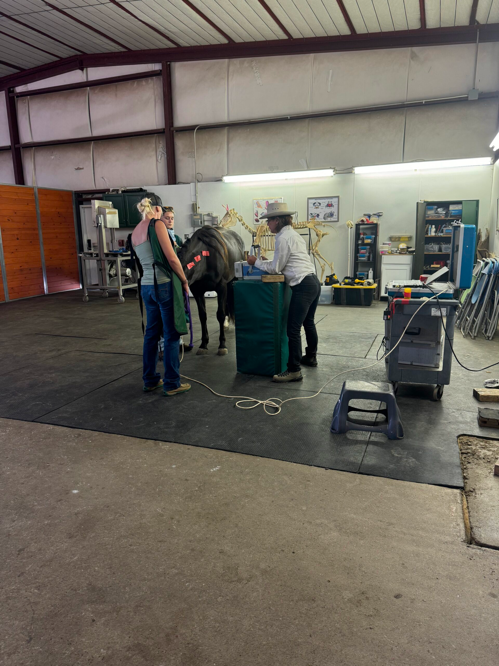 People working on a horse in an indoor veterinary or grooming facility, with medical supplies and equipment visible in the background.