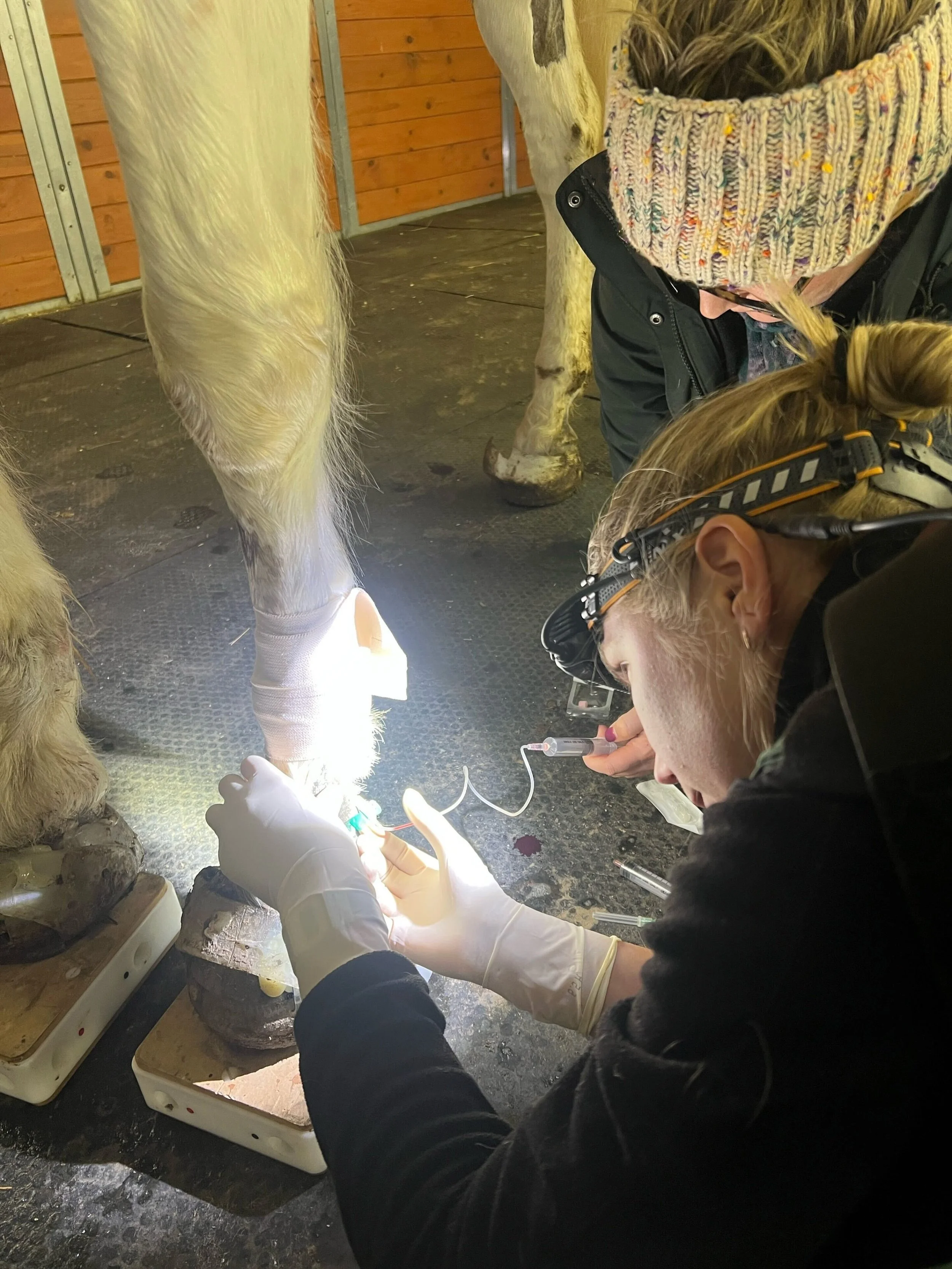Veterinarian providing medical treatment to a horse's leg with a bandage, while a person approaches with a headlamp in an enclosed stable area.
