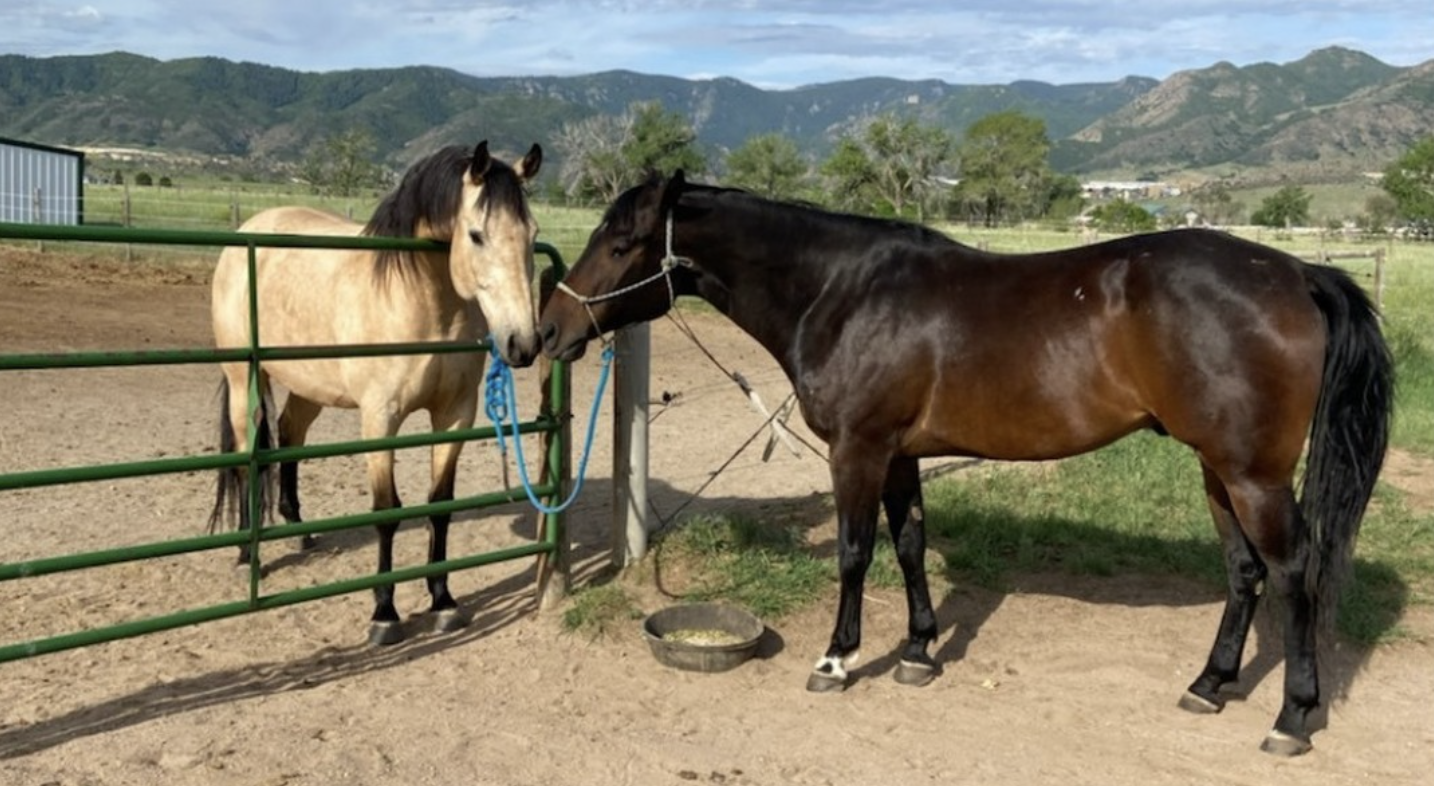 Two horses, one light-colored and one dark brown, touching noses near a green metal fence on a farm with mountains in the background.