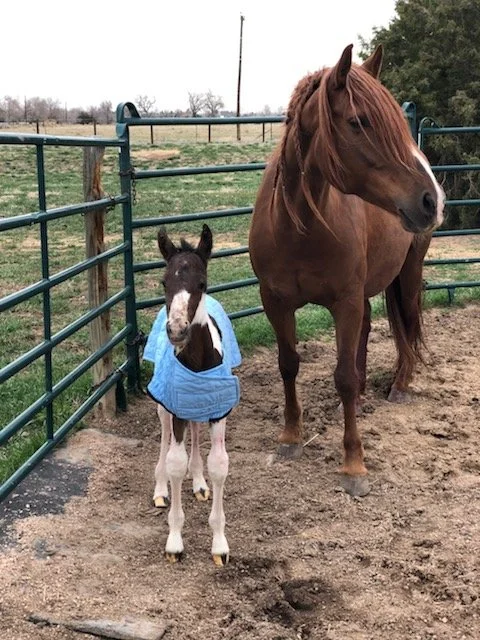 A young foal wearing a blue blanket standing next to a large brown horse inside a fenced pasture.