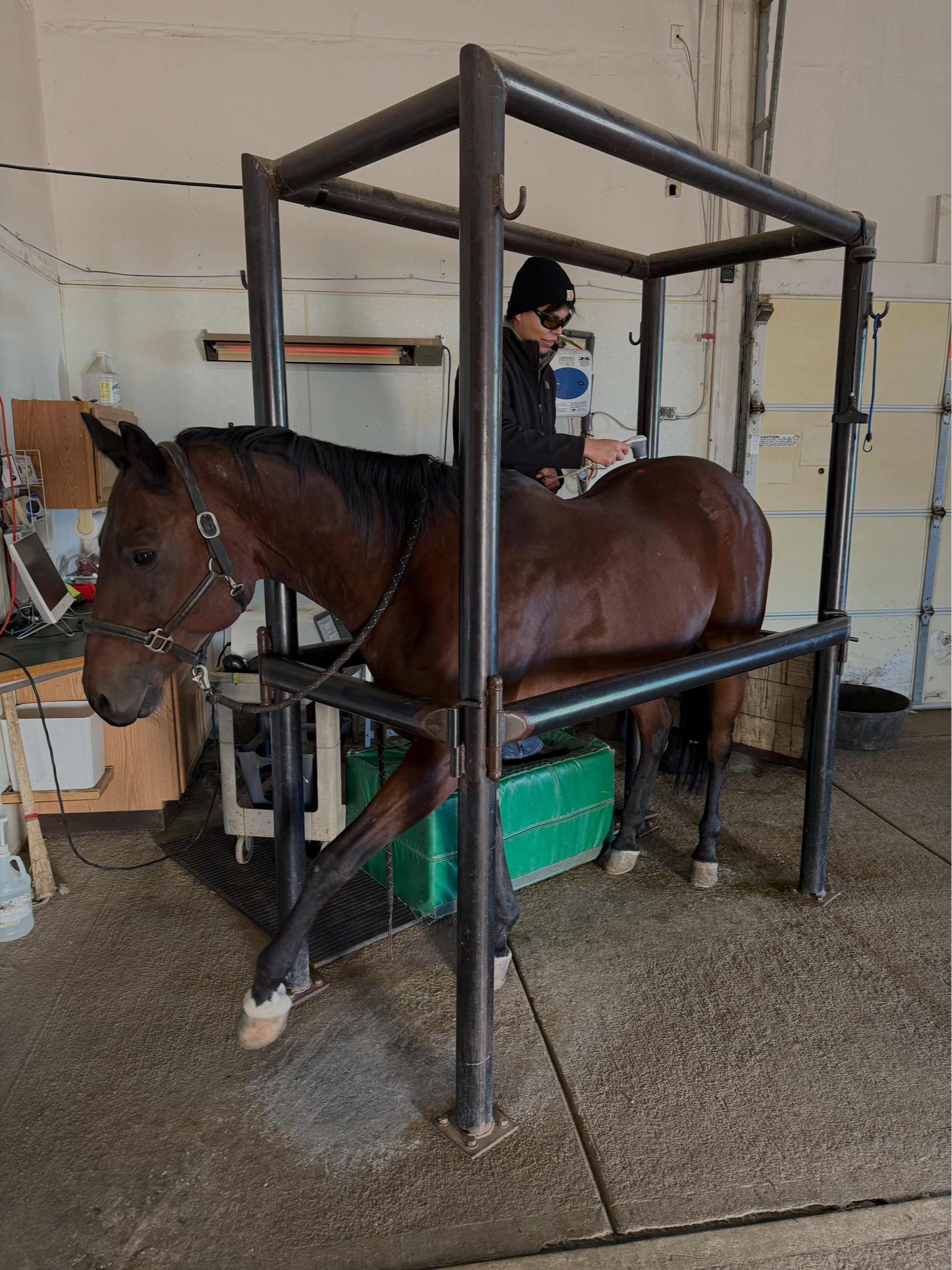 A person in a black jacket, black beanie, and sunglasses is standing beside a brown horse in a stable. The horse is in a metal carousel-like structure, with a green pad underneath its belly. The person appears to be checking or adjusting something on the horse's side.
