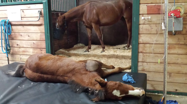 A brown foal lying on a black mat in a barn, with an adult horse in a stall behind it.