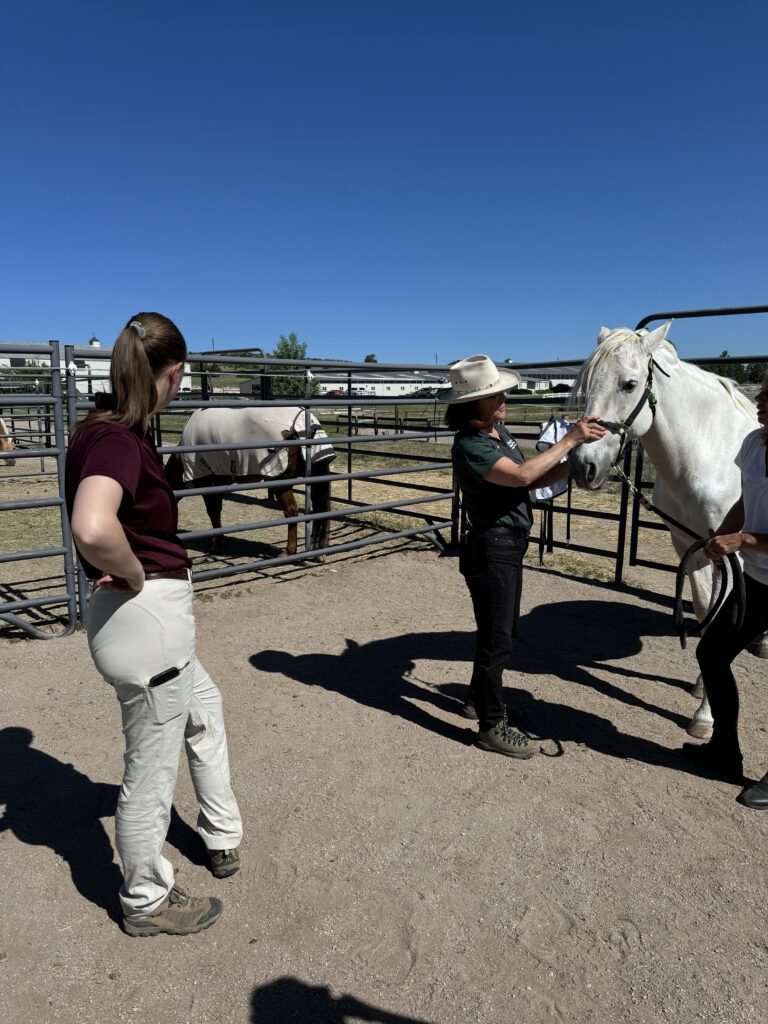Two women are with horses in a paddock on a sunny day. One woman is standing next to a white horse, adjusting its halter, while the other woman is observing. There are additional horses and fencing in the background.