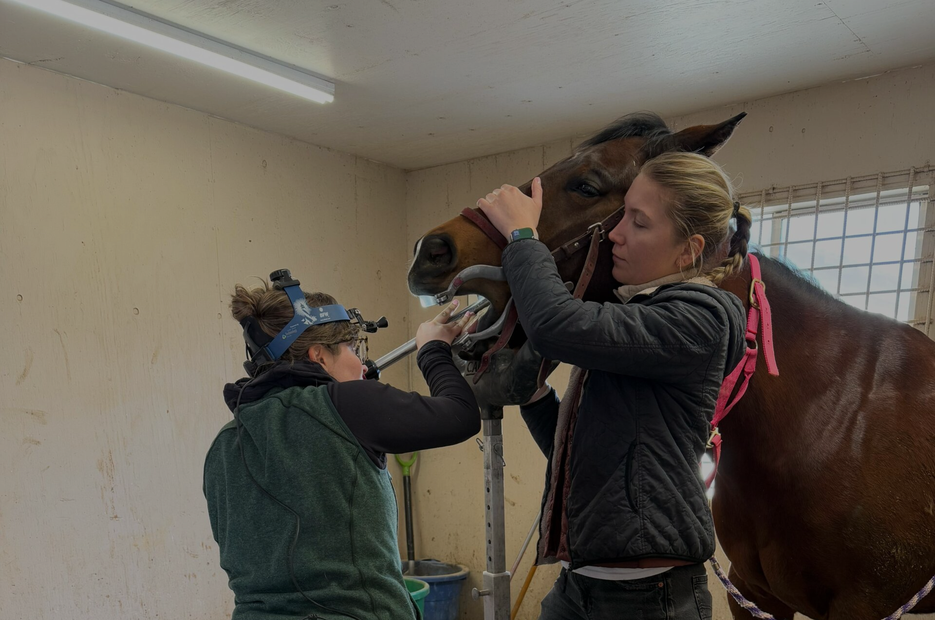 Two women caring for a horse in a stable, one holding the horse's head and the other examining its mouth.