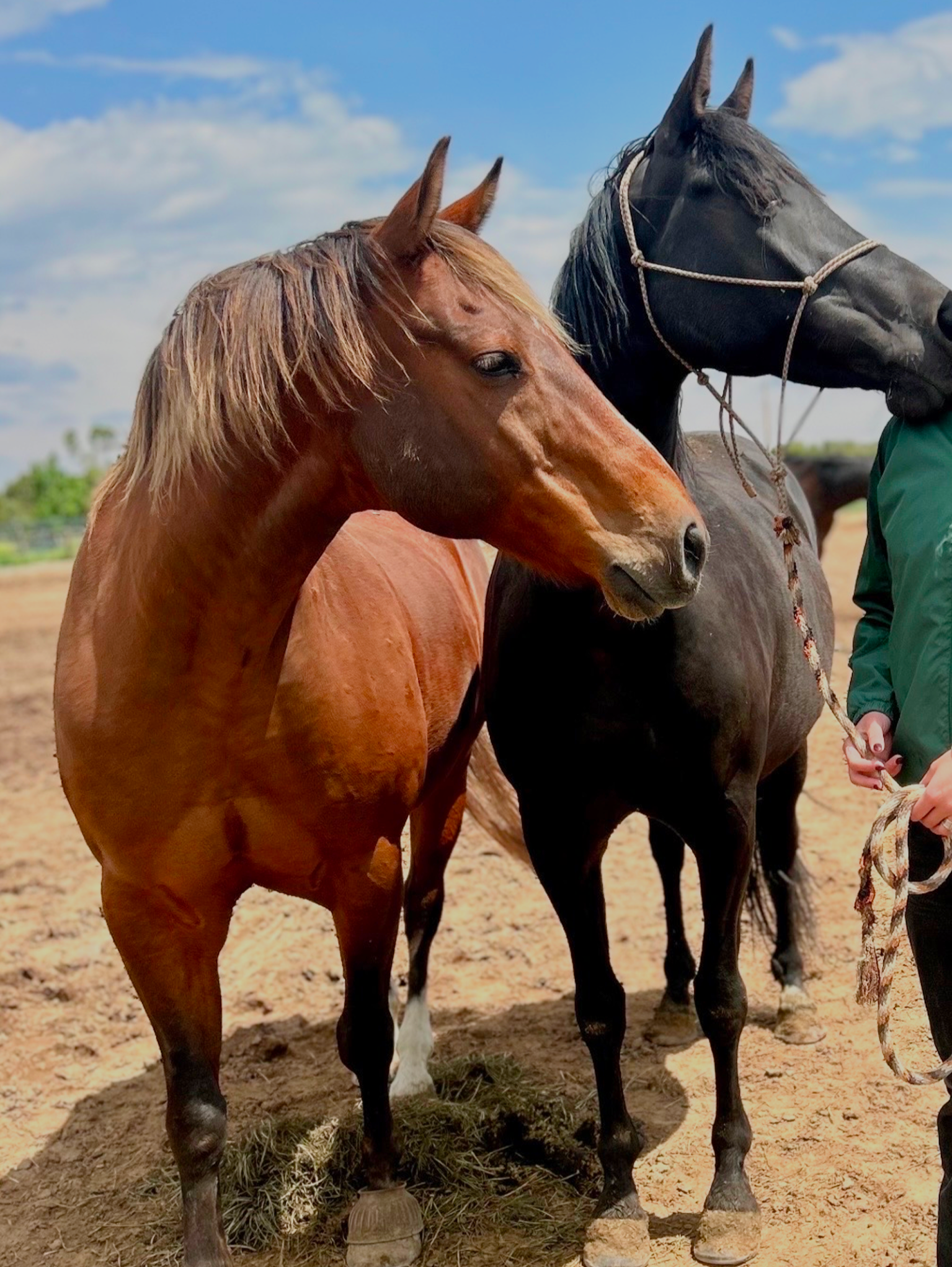 Three horses standing outdoors on sandy ground under a blue sky with clouds, with a person holding a lead rope on the right.