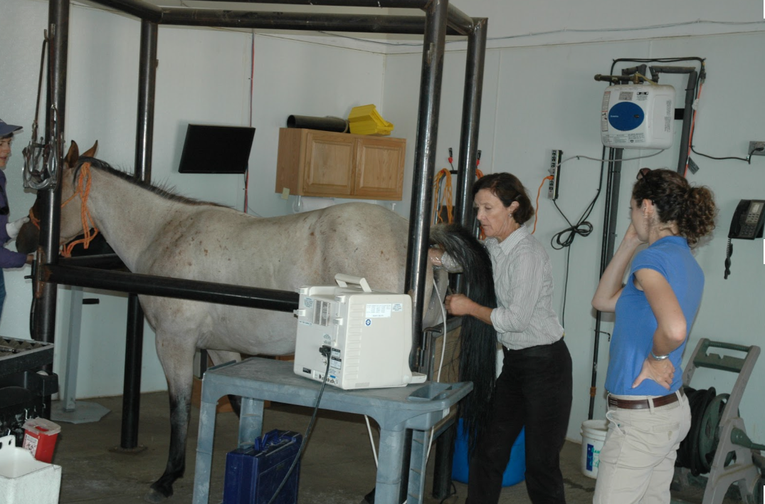 Three women conducting a dental or medical checkup on a white horse inside a facility. The woman on the left is holding the horse's halter, while the middle woman examines the horse's teeth. The woman on the right observes with her hand on her head. 