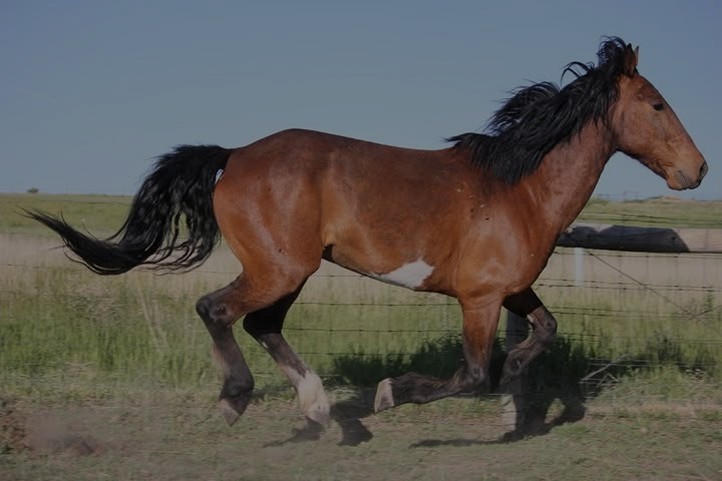 Brown horse with a black mane and tail running across a grassy field under a clear blue sky.