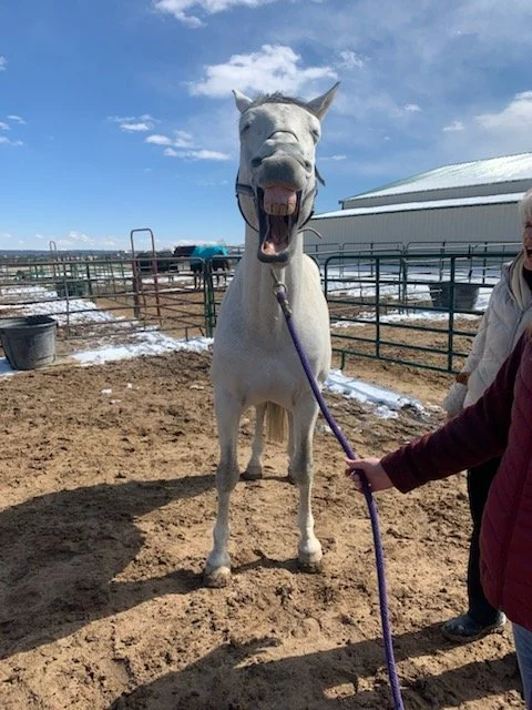 A white horse standing on a dirt surface with its mouth open, being held by a person on a purple leash, in an outdoor farm setting with fences, a barn, and a mostly clear sky.