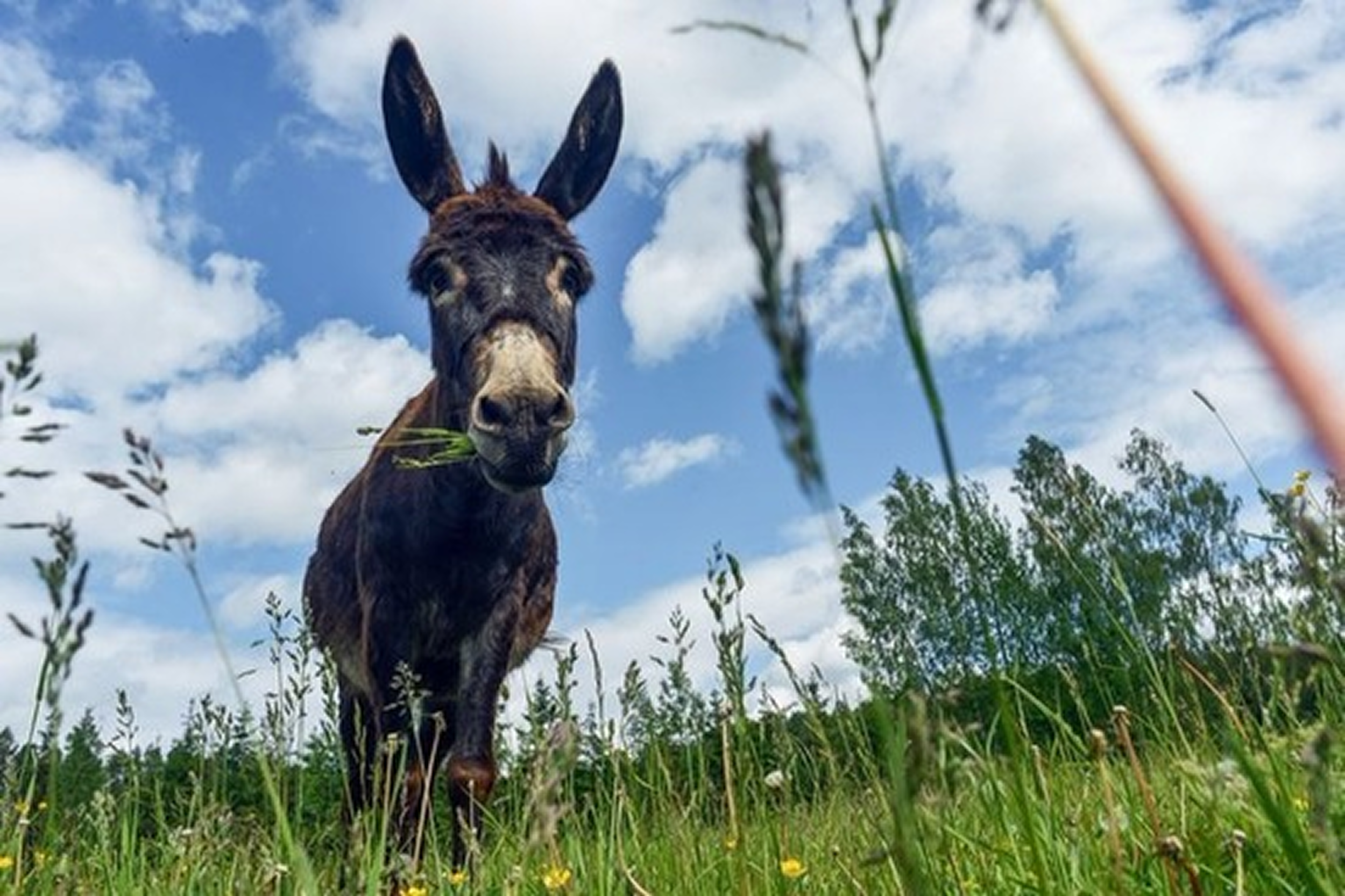 A donkey standing in a grassy field with tall grass and wildflowers, looking down towards the camera, under a partly cloudy sky.
