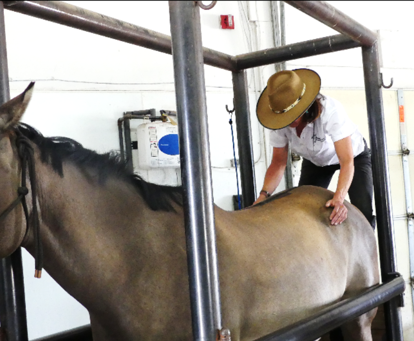 A person wearing a wide-brimmed hat and white shirt pesters a horse in a lift for grooming or medical examination.