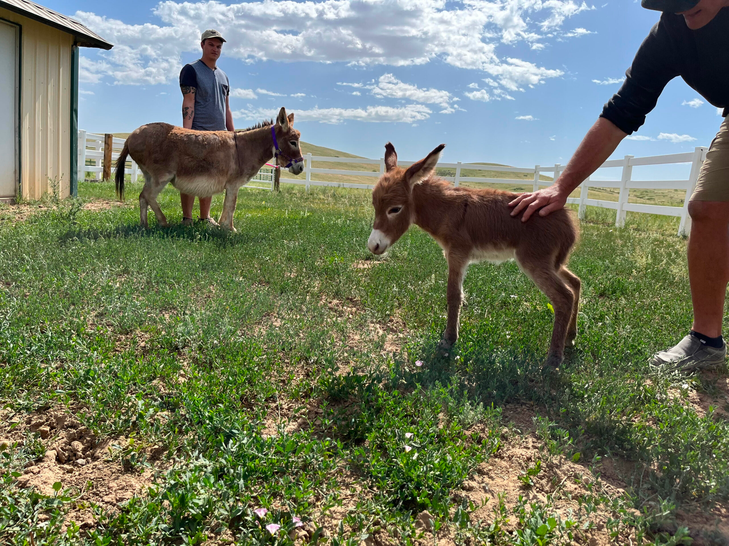 Two small donkeys, one brown and one tan, standing on green grass in a fenced outdoor area near a building, with one person petting the tan donkey and another person observing the scene, under a partly cloudy sky.