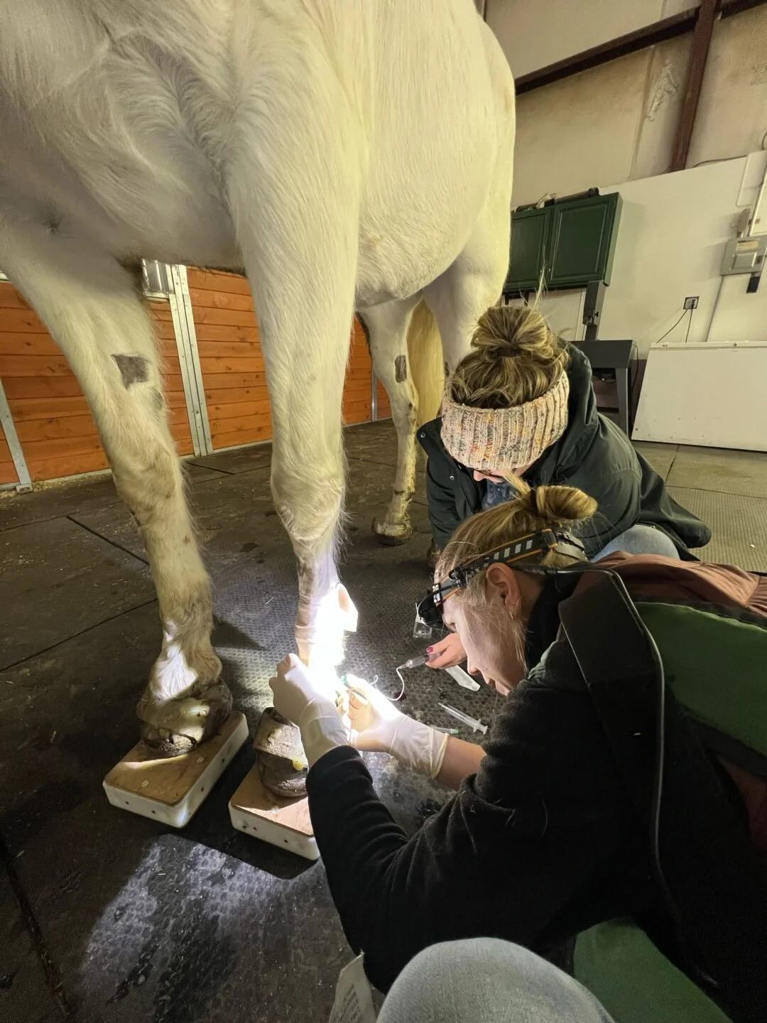 Two veterinarians examine a white horse's leg in a stable, using medical equipment and wearing protective gear.